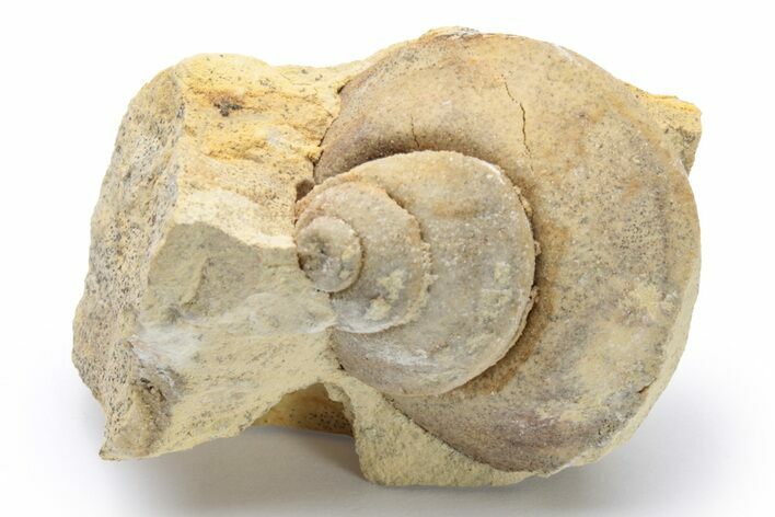 Ordovician Gastropod (Clathrospira) Fossil - Wisconsin #224283